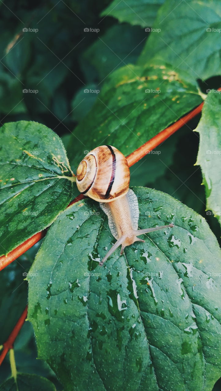 Snail on leaf