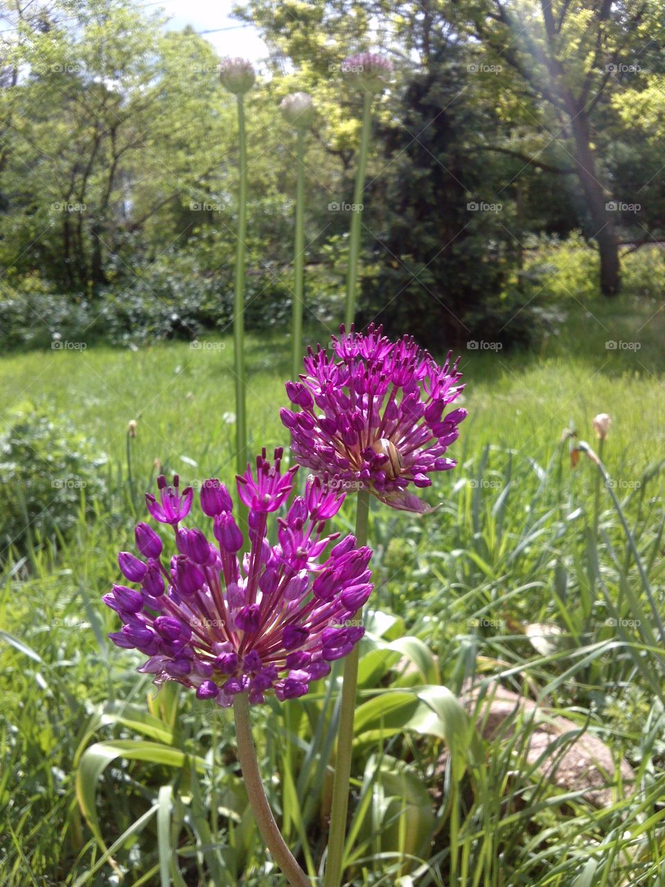 Allium. lilac heads