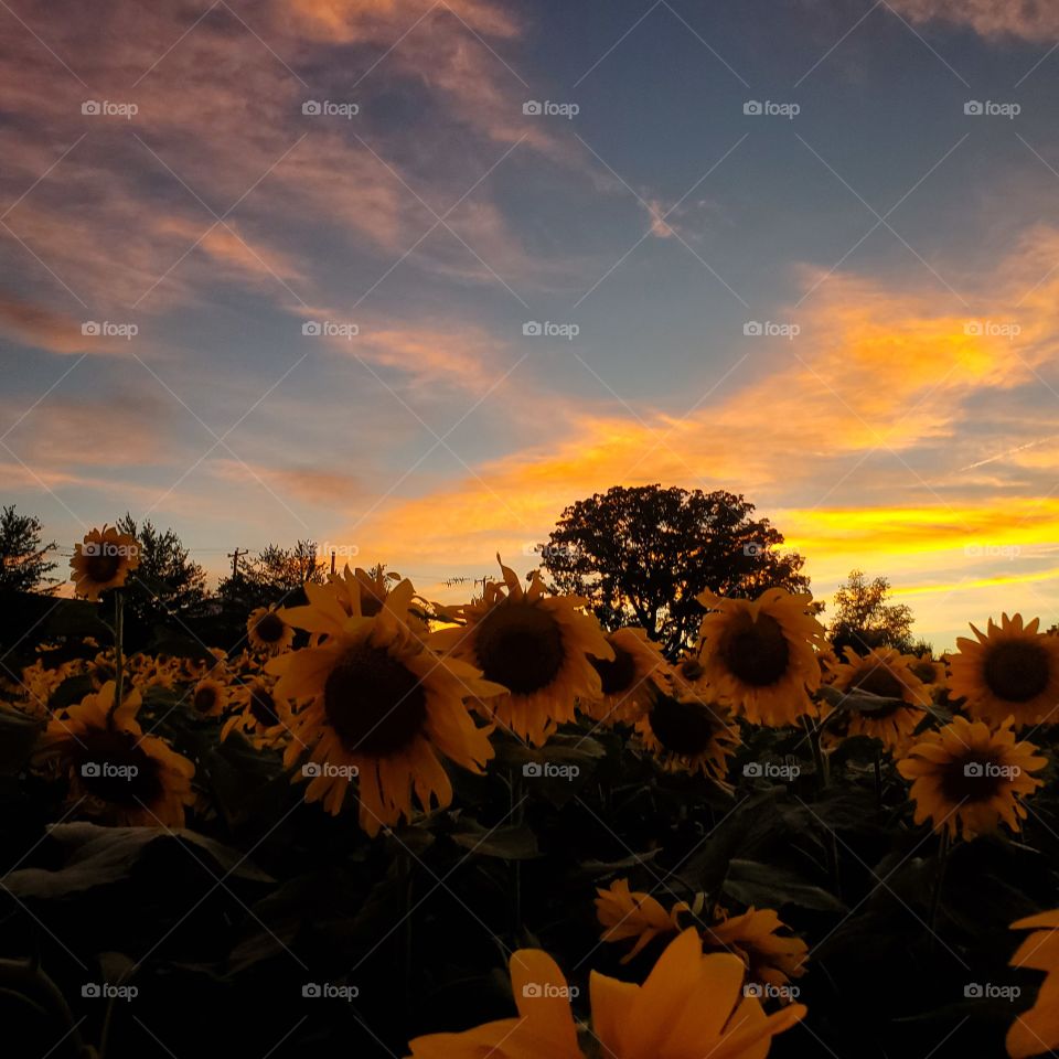 breath taking sunset in sunflower field