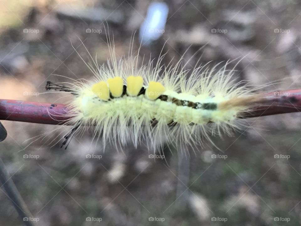 Eccentric caterpillar 
