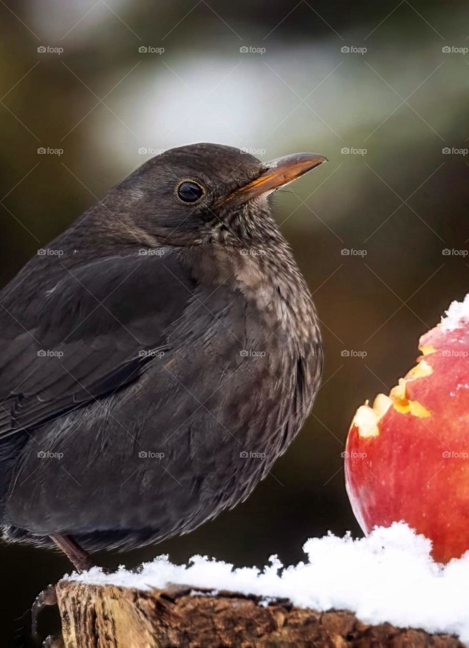 The bird was eating frozen apple
