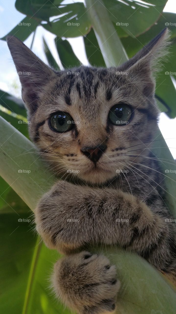 baby Cat Egyptian Mau