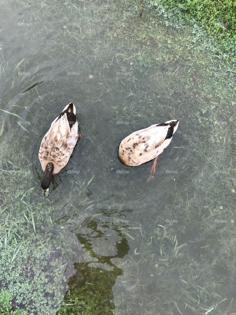 Ducks 