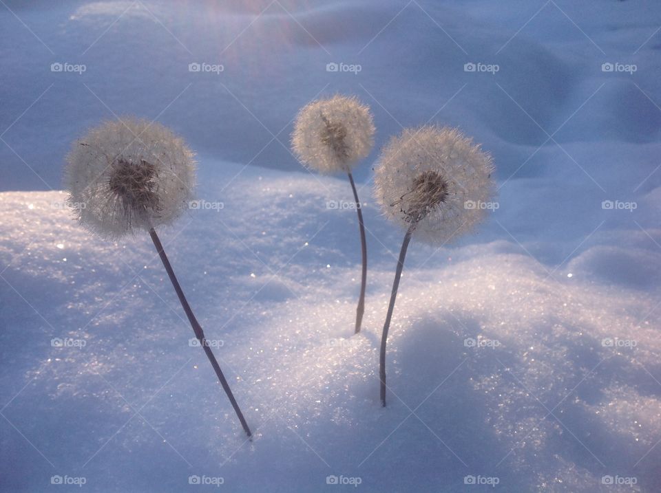 winter. snow. dandelion