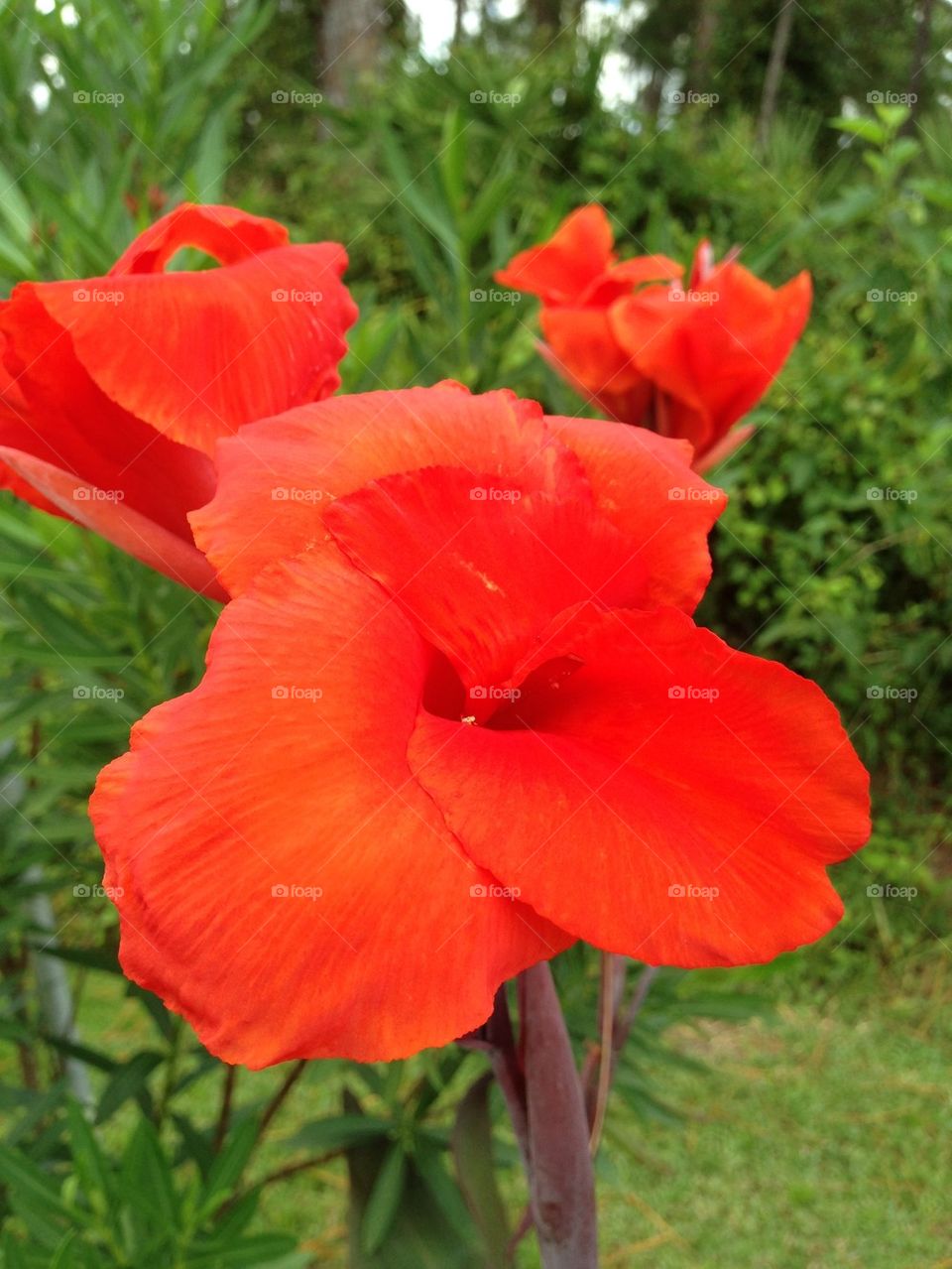 Red Lilly