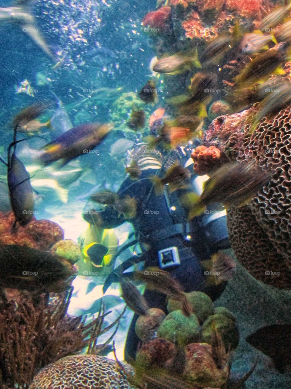 Feeding the fish at Boston aquarium 