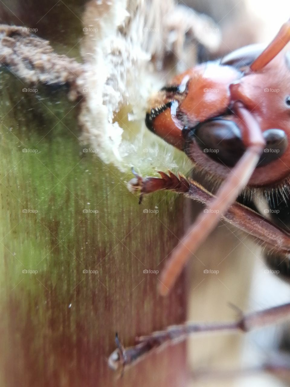 Deadly Asian hornet, their jaws are strong enough to pierce the protective clothing that beekeepers wear.They can destroy a hive of 30,000 honey bees within hours, says a special task force.