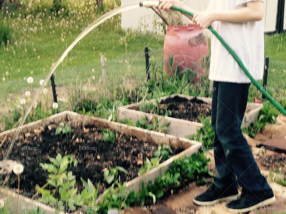 Boy watering new plants. Boy watering tomatoes and peppers