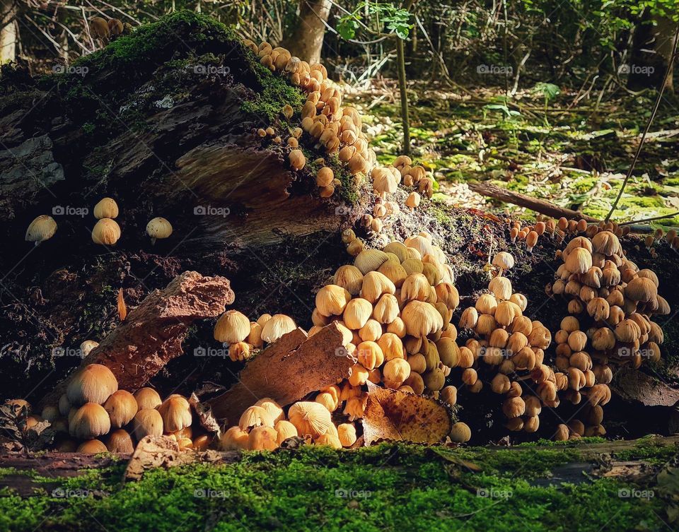 All mushrooms come together by the tree