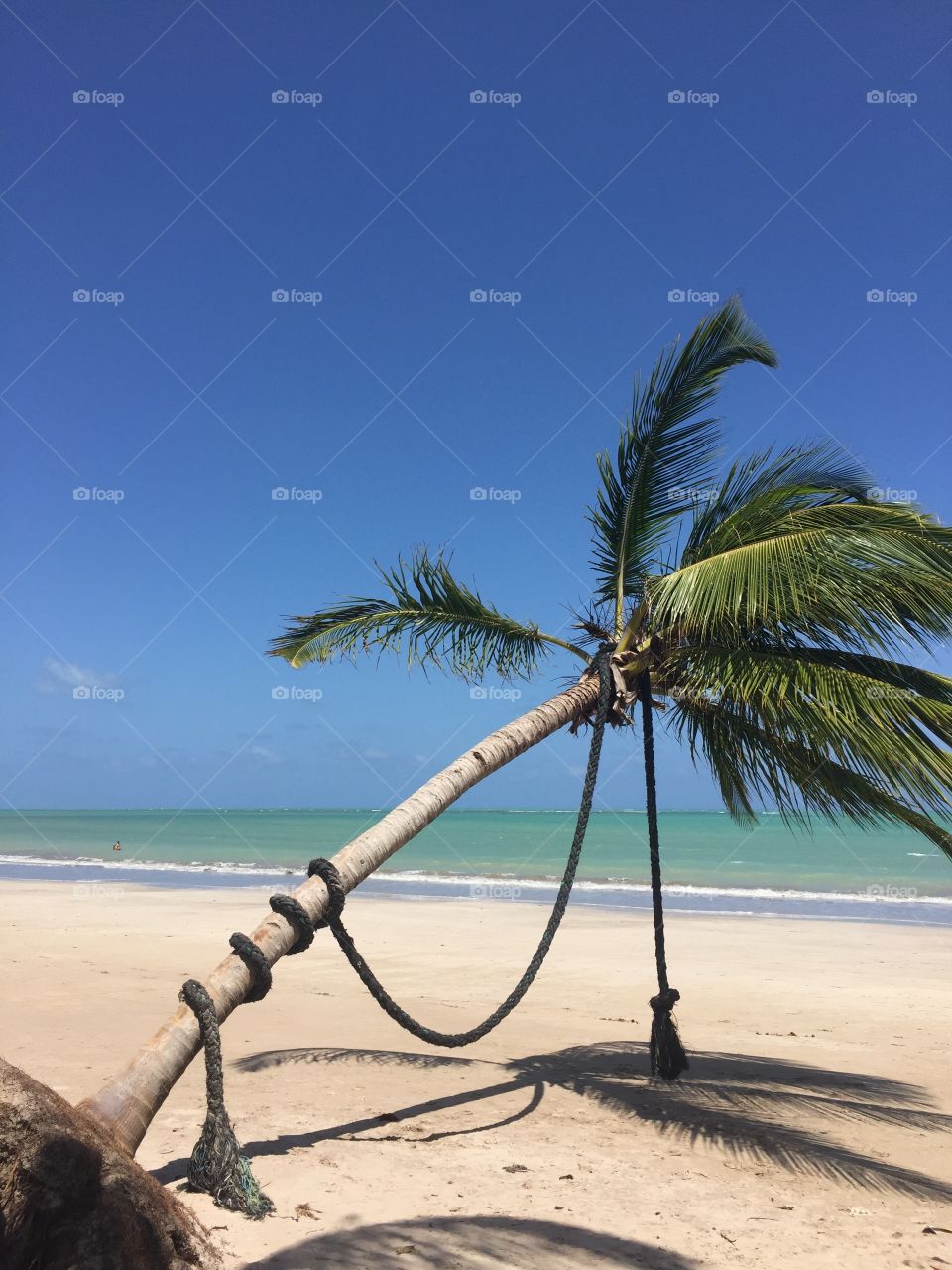 Paradise, Sky and Coconut at Ipioca Beach in Maceió, Alagoas, Brazil
