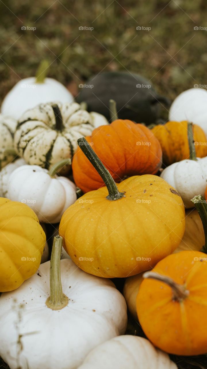 photo that shows the colorfulness of autumn, namely the colors due to the diverse harvest of pumpkins of different colors and shapes