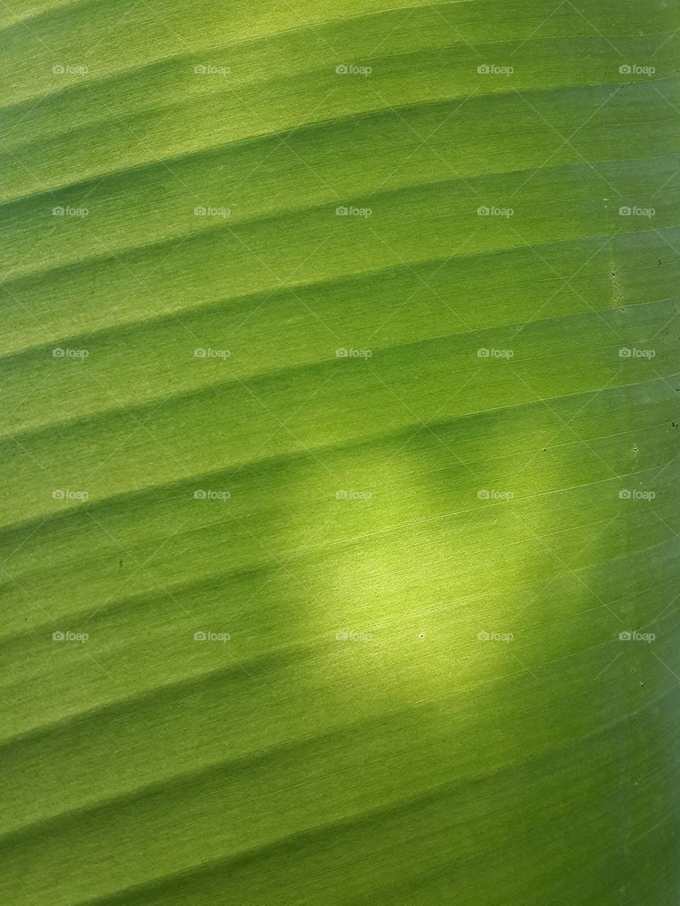 banana leaf