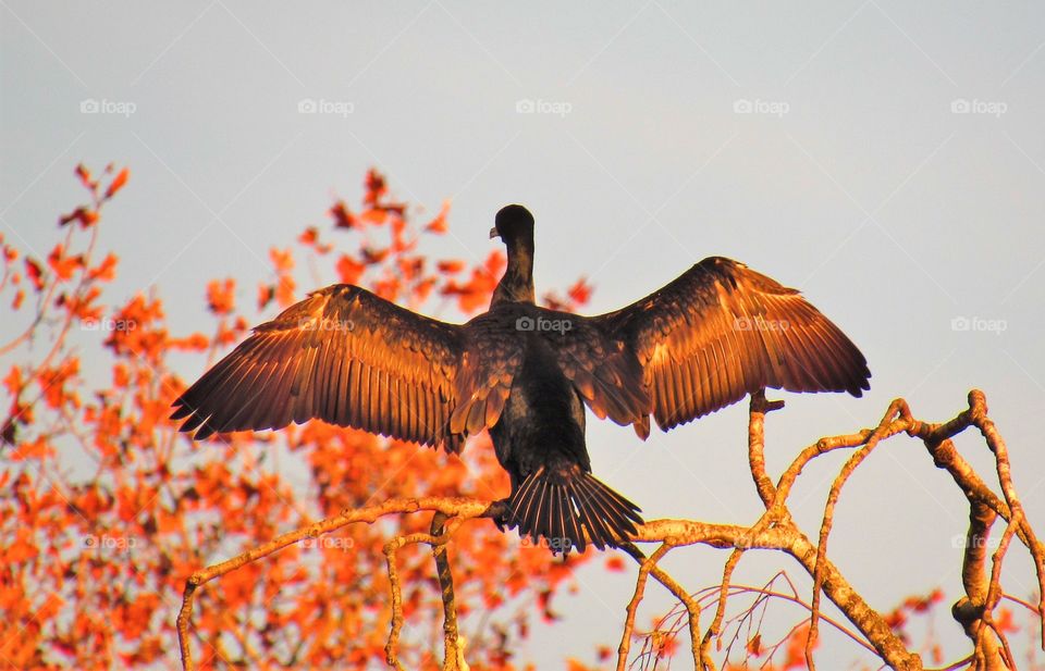 cormorant