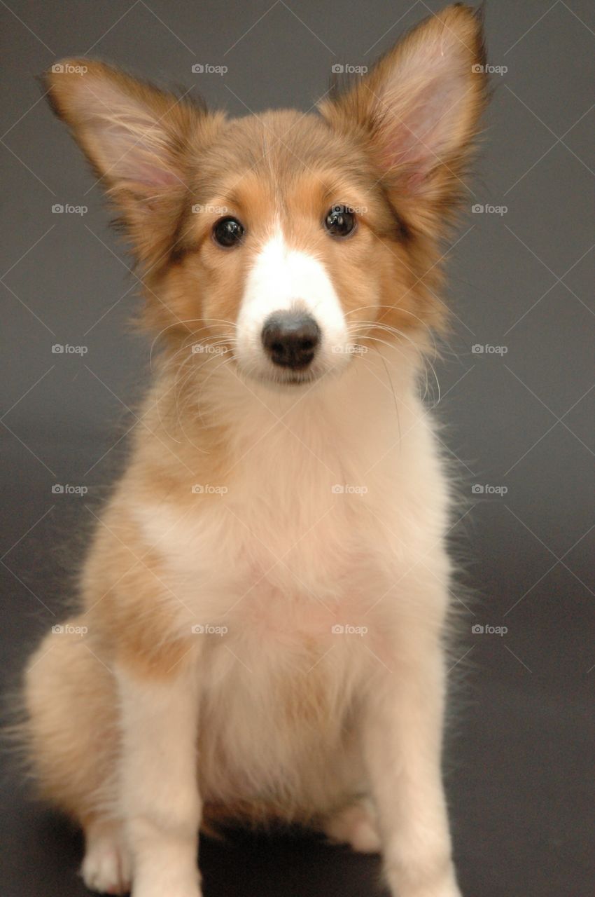 Sheltie