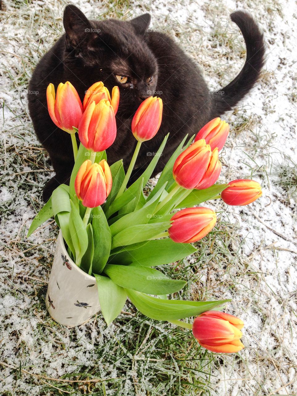 waldemar and tulips