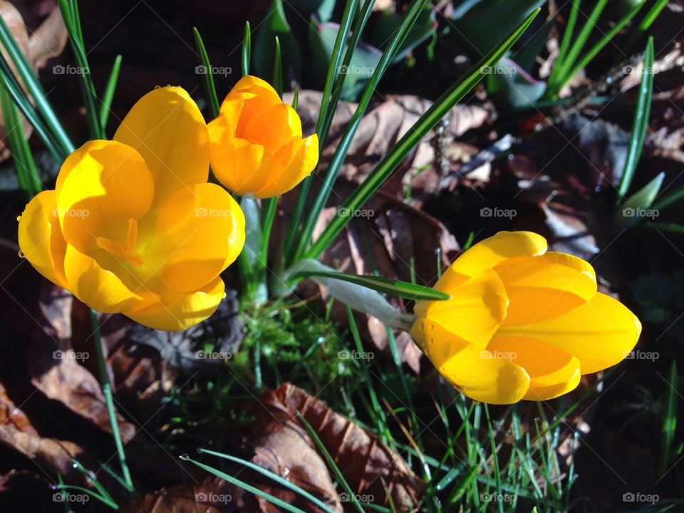 Tulips in bloom