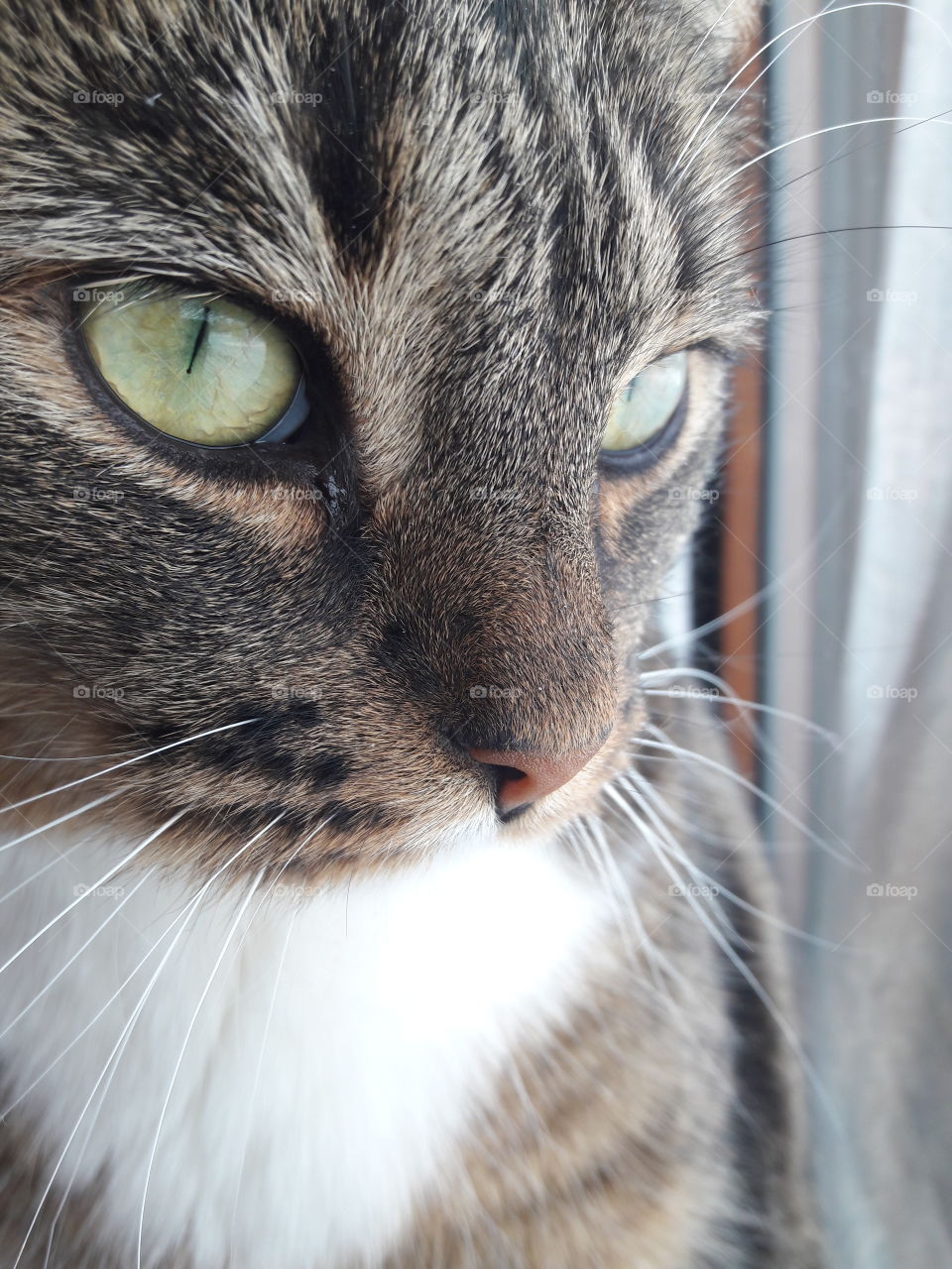 green eyes cat