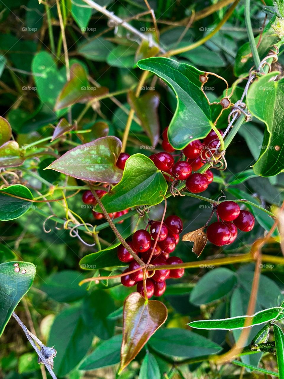 Red berries on the bush