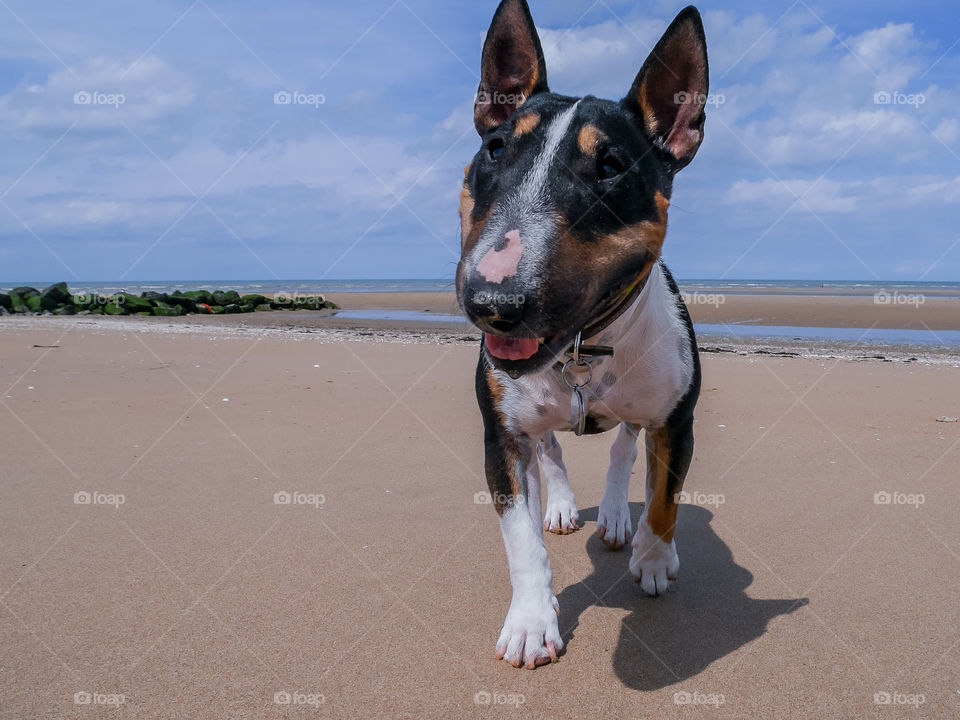 Close-up of dog on beach