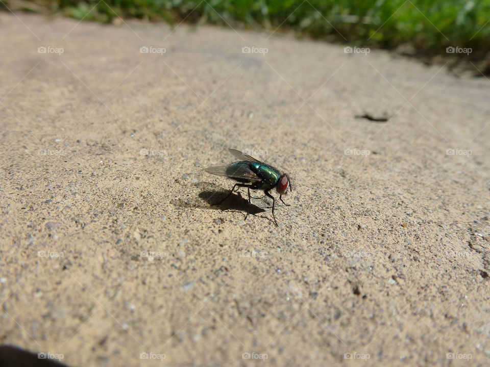 a fly