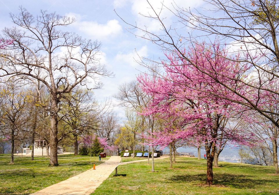 Tree, Park, Branch, Season, Landscape