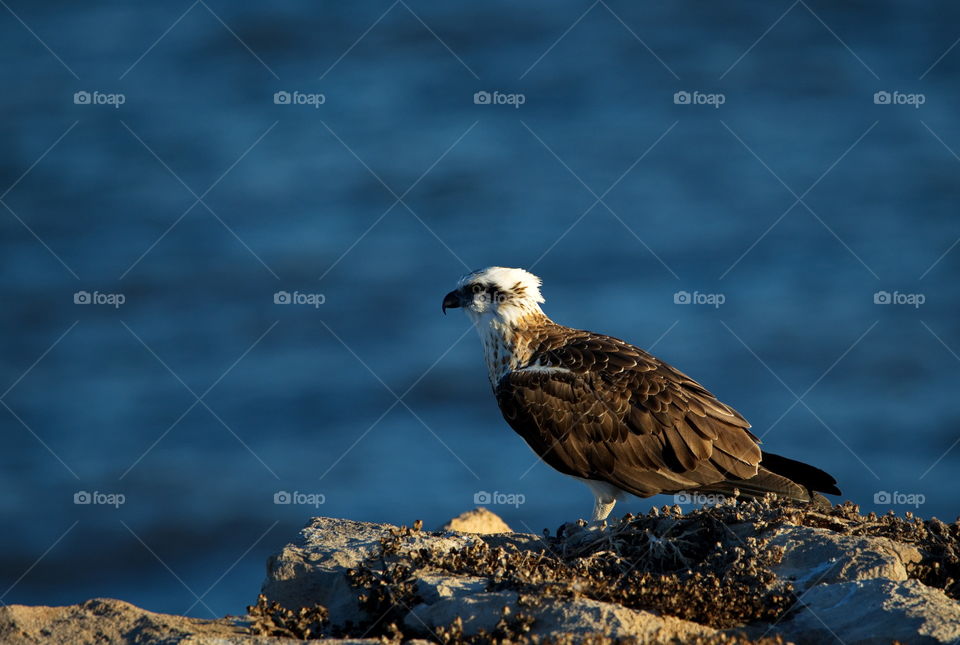 Western Osprey watching the ocean f