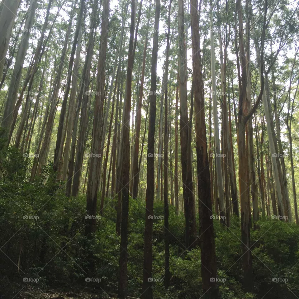 pine forest