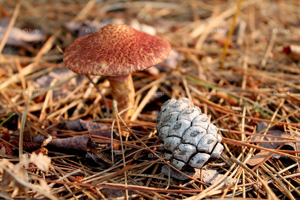 Mushroom and pine cone 