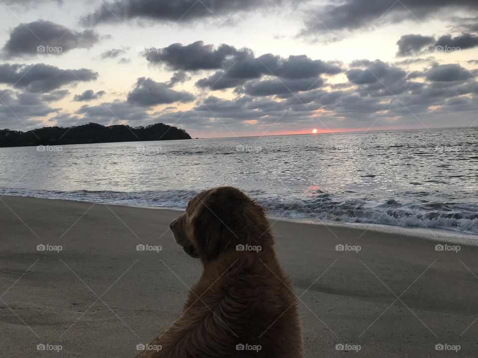 Golden retriever disfrutando de el atardecer en la playa