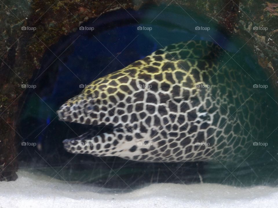 A head of a spotted eel with open mouth