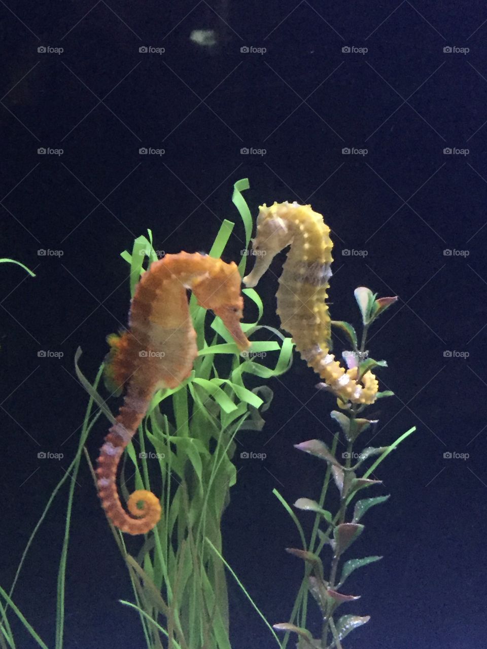 Couple of Seahorses  