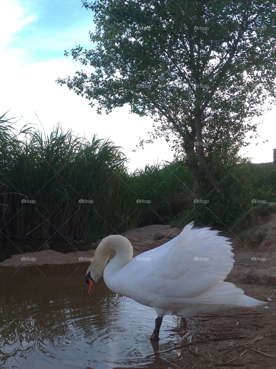 Un cisne blanco en un parque