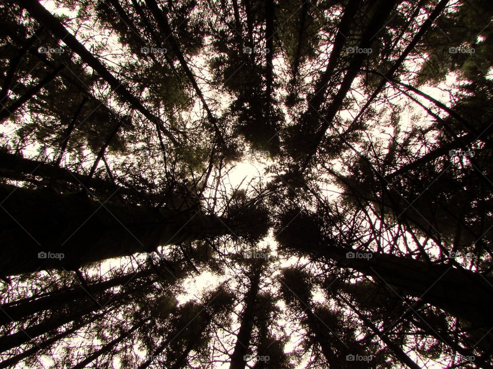 Low angle view of silhouetted pine trees
