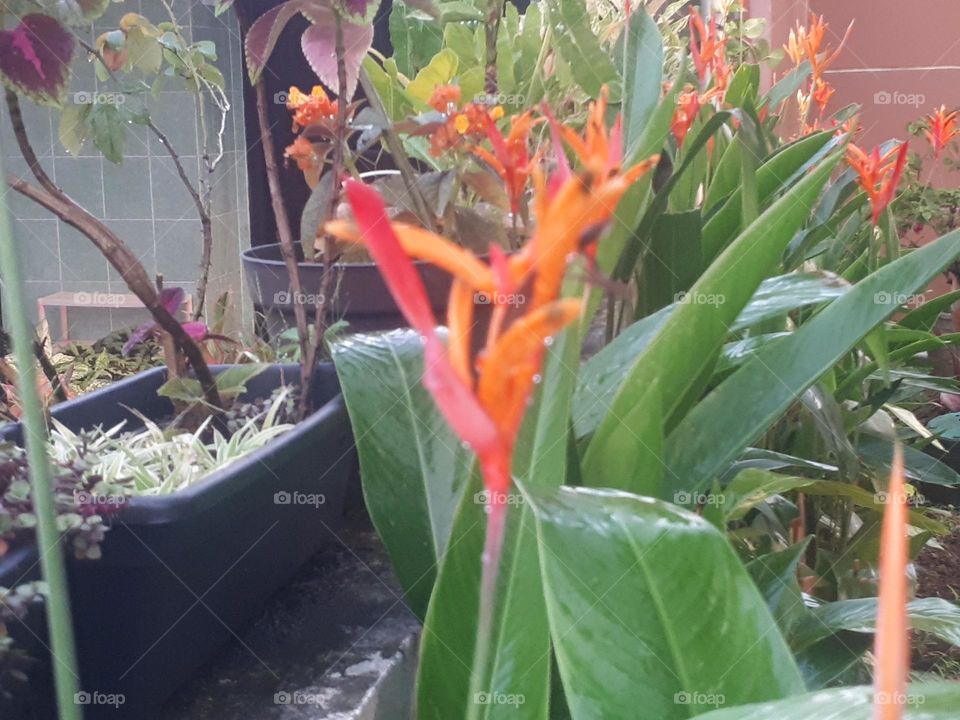 Unique and rare flowers are selling well