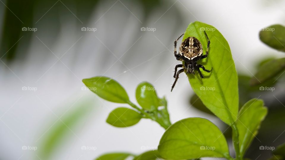 Spider on green leaf