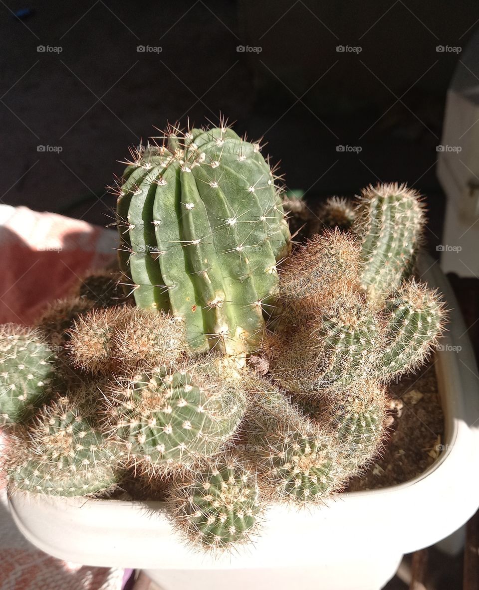 Cactos.