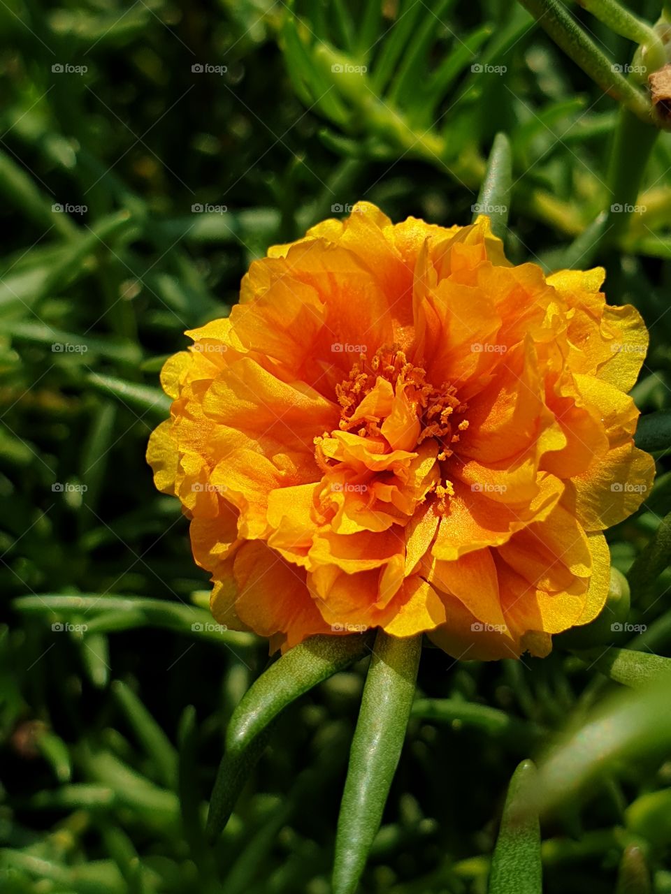 the portulaca grandiflora