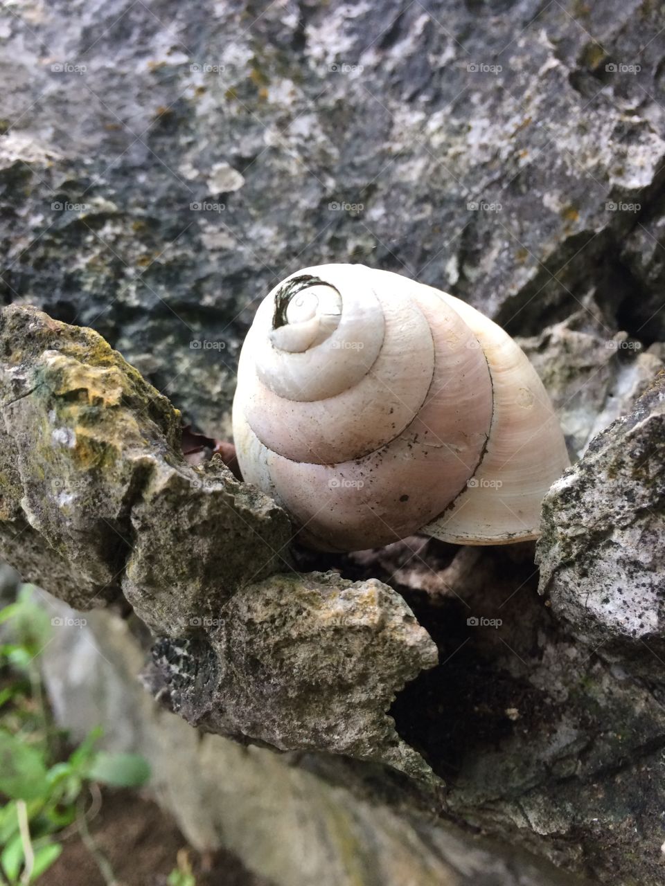 Snail