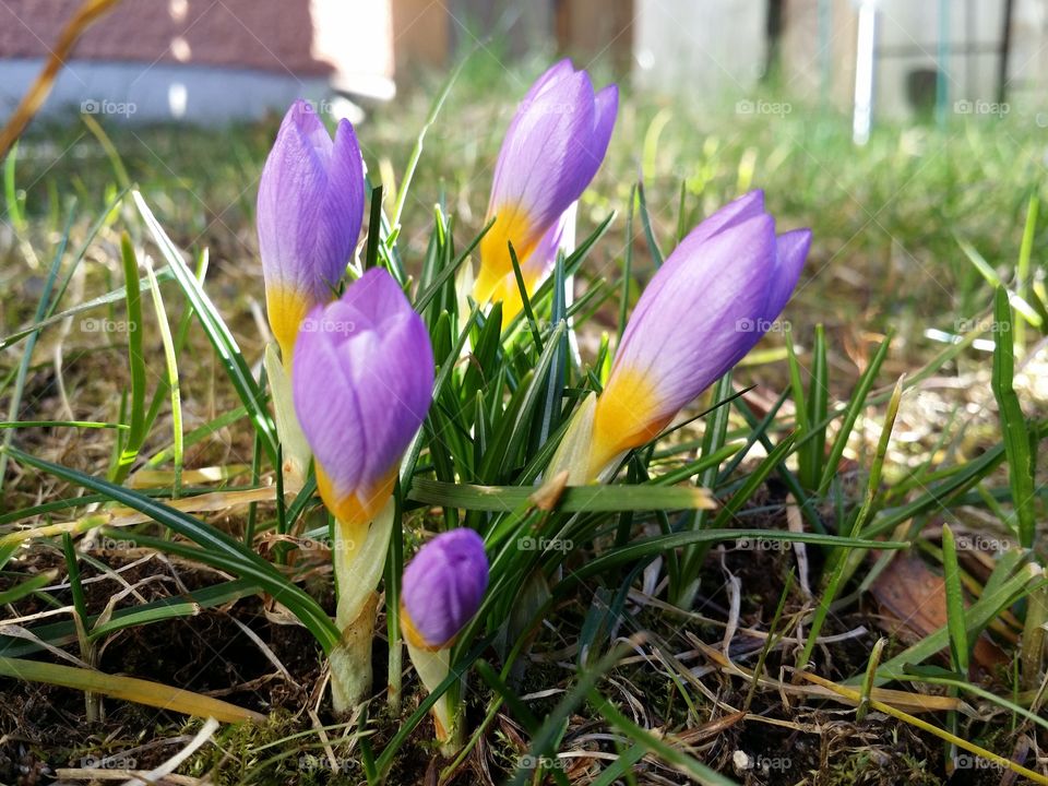 Crocus