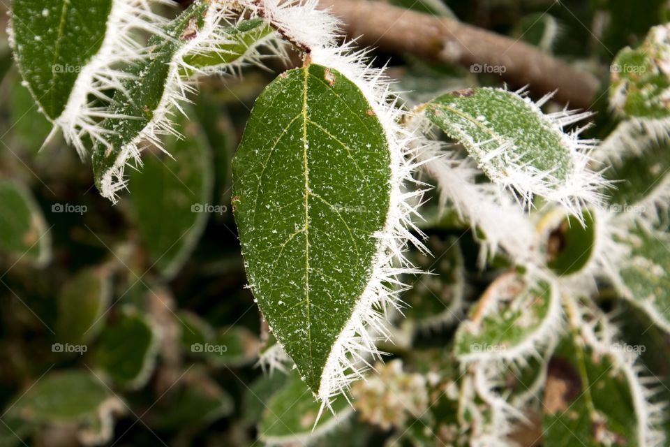 Leafs in the winter