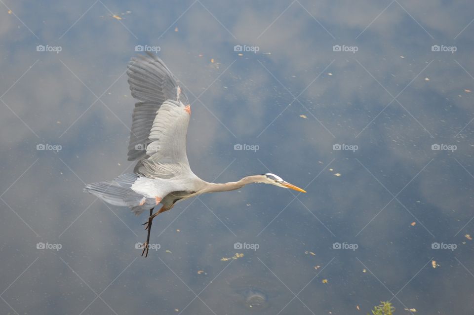 A colorful Great Blue Heron