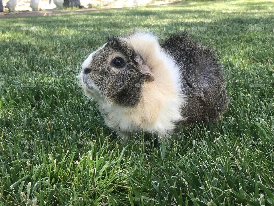 Jade the Guinea Pig enjoys summer days in the backyard. 