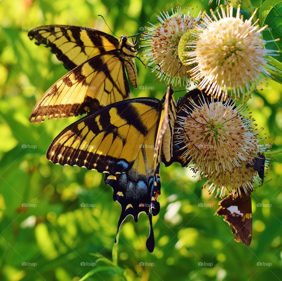 Butterflies in the flower garden