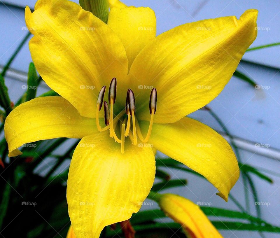 Yellow Flower