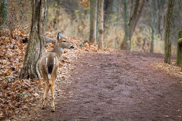 Deer