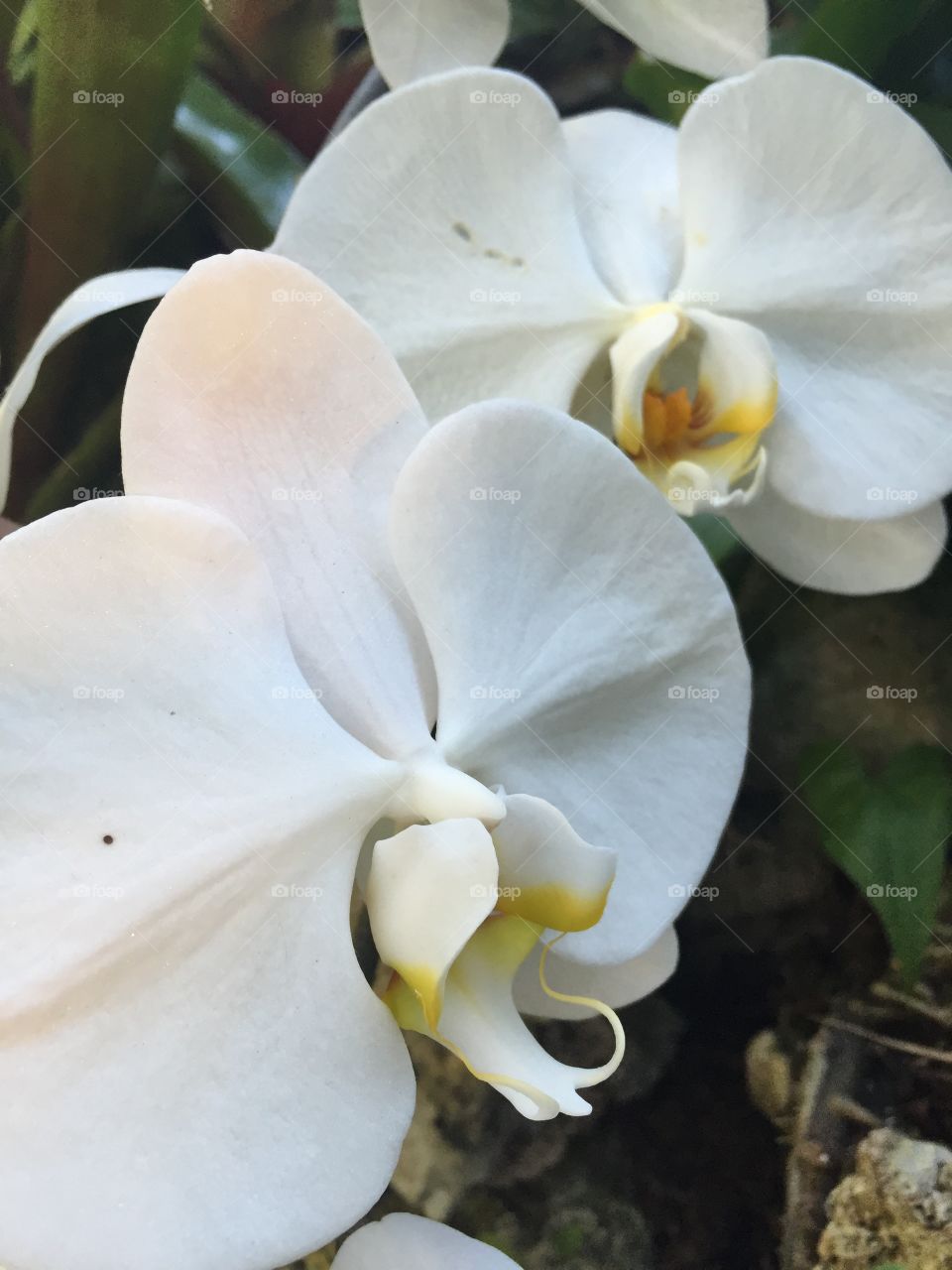 Orchid detail, botanical conservatory, Pittsburgh 