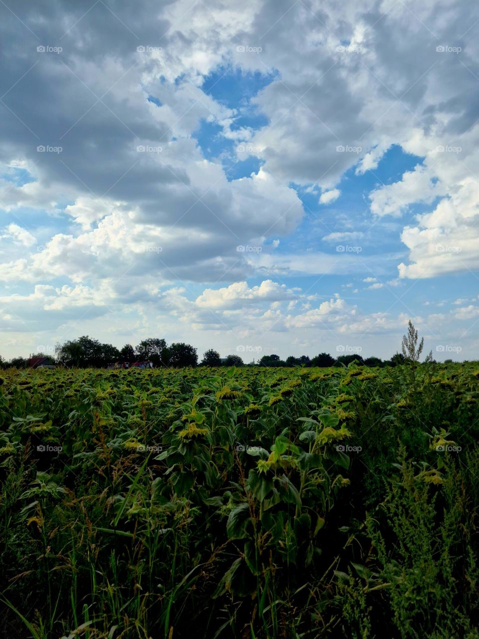 sunflower field