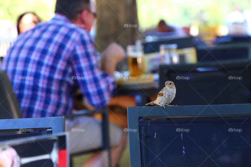 Small bird on a chair outdoors 