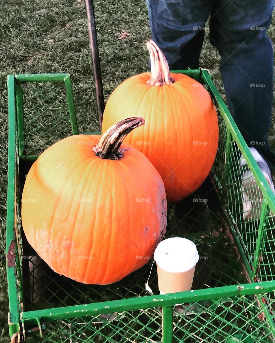 Pumpkins for Halloween 