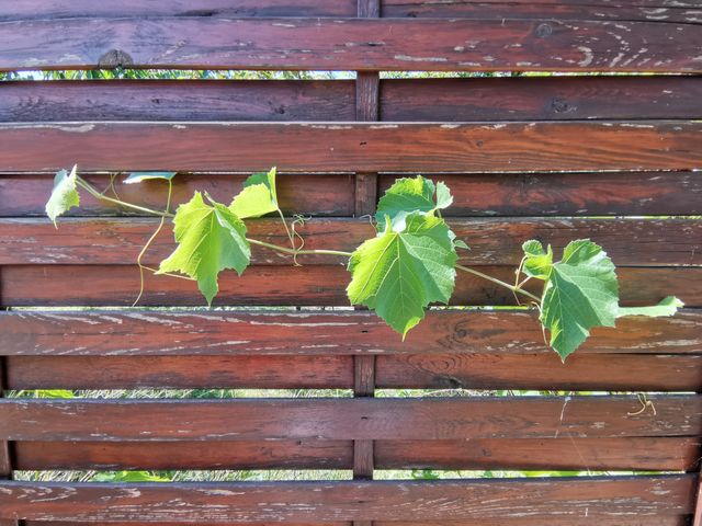 Grapevine